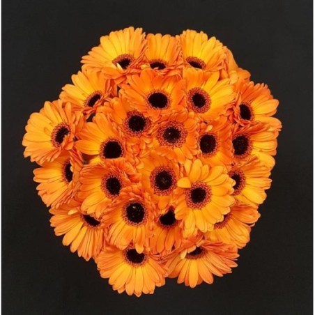 GERMINI ORANGE BOUQUET 25 TIGES GERMINI ORANGE BOUQUET 25 TIGES