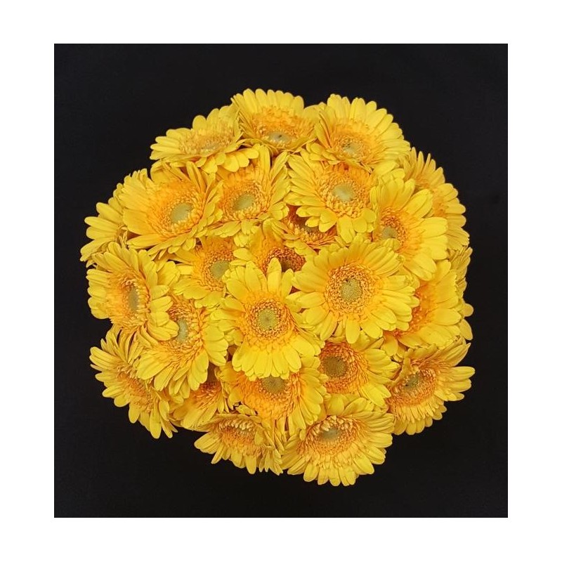 GERMINI JAUNE BOUQUET 25 TIGES