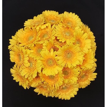 GERMINI JAUNE BOUQUET 25 TIGES GERMINI JAUNE BOUQUET 25 TIGES