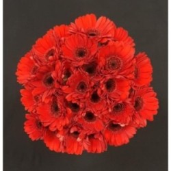 GERMINI ROUGE BOUQUET 25 TIGES