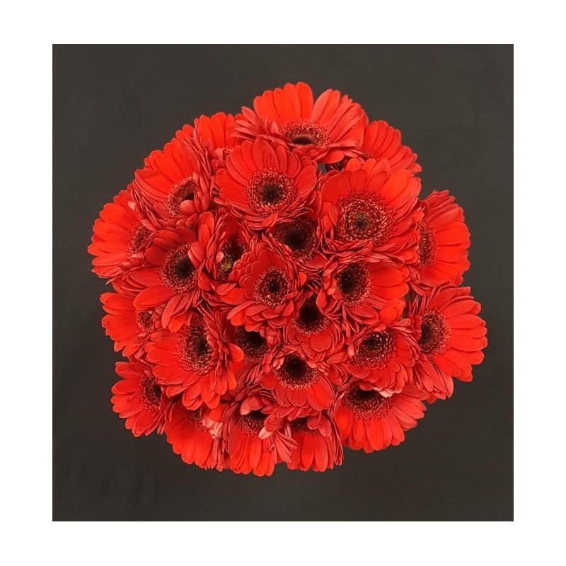 GERMINI ROUGE BOUQUET 25 TIGES