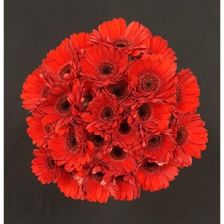 GERMINI ROUGE BOUQUET 25 TIGES GERMINI ROUGE BOUQUET 25 TIGES