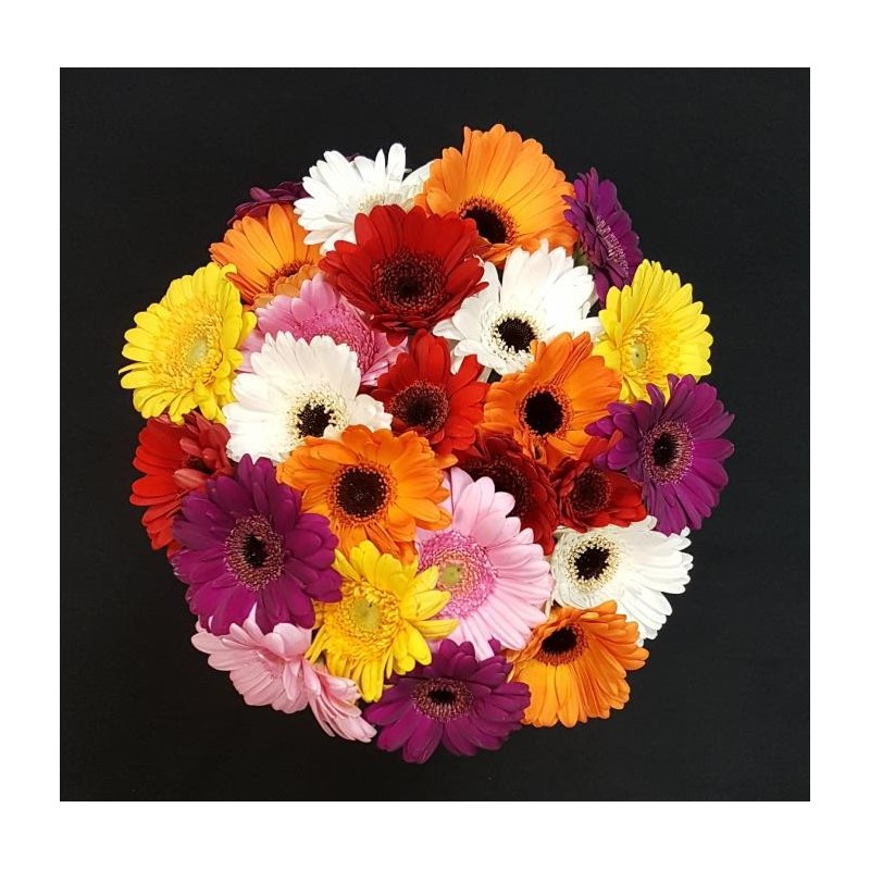 GERMINI ASSORTI BOUQUET 25 TIGES