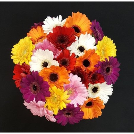 GERMINI ASSORTI BOUQUET 25 TIGES GERMINI ASSORTI BOUQUET 25 TIGES