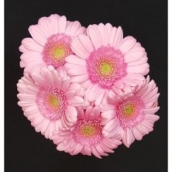 GERMINI ROSE 5 TIGES