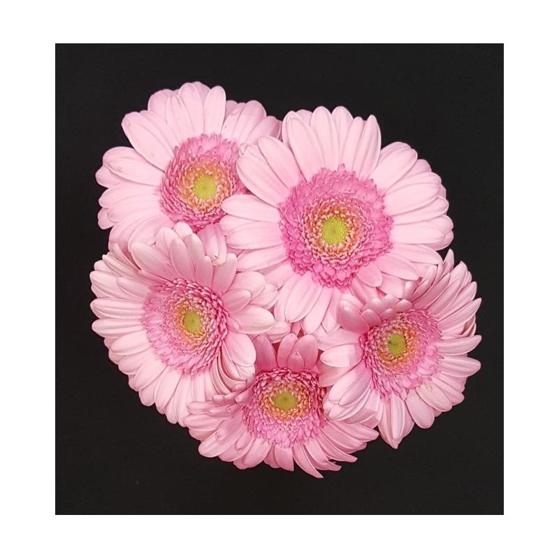 GERMINI ROSE 5 TIGES