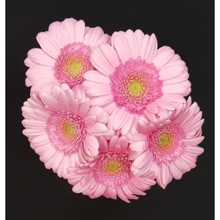 GERMINI ROSE 5 TIGES GERMINI ROSE 5 TIGES