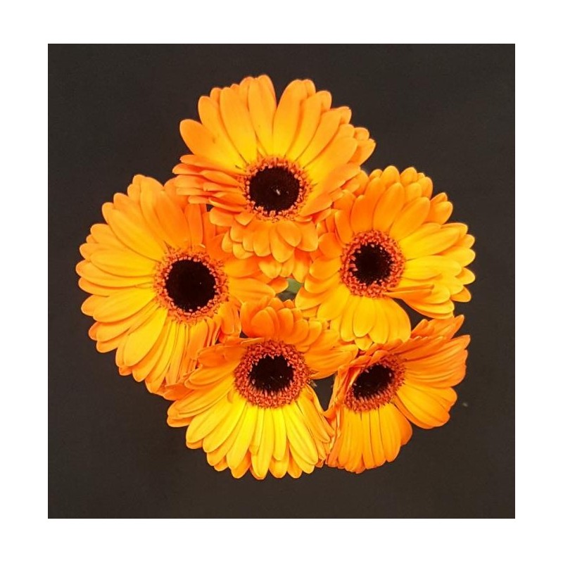 GERMINI ORANGE 5 TIGES