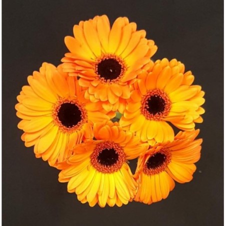 GERMINI ORANGE 5 TIGES GERMINI ORANGE 5 TIGES