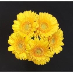 GERMINI JAUNE 5 TIGES