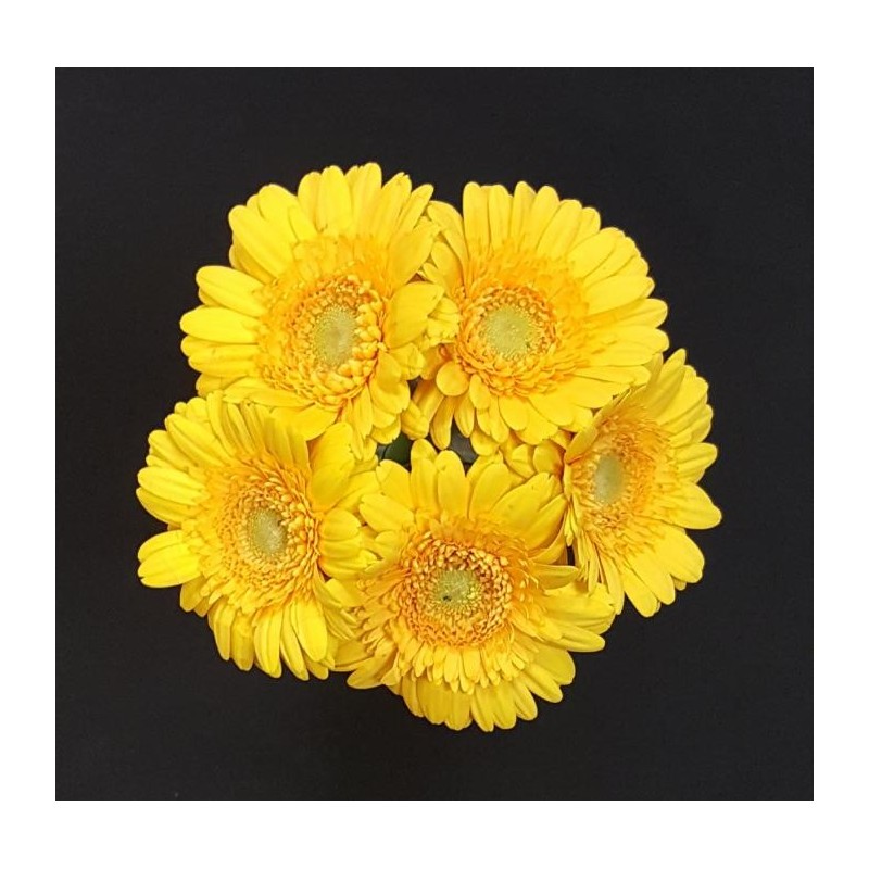 GERMINI JAUNE 5 TIGES