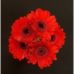 GERMINI ROUGE 5 TIGES
