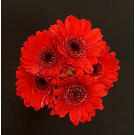 GERMINI ROUGE 5 TIGES GERMINI ROUGE 5 TIGES