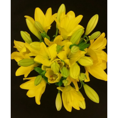 LYS ASSORTIS TOUTES COULEURS PAR 6 TIGES
