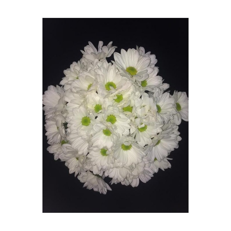 CHRYSANTHEME BLANC PAR 10 TIGES ( 5 + 5 OFFERTS )