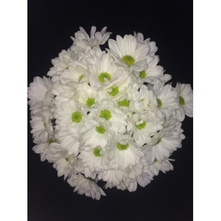 CHRYSANTHEME BLANC PAR 10 TIGES ( 5 + 5 OFFERTS ) CHRYSANTHEME BLANC PAR 10 TIGES ( 5 + 5 OFFERTS )