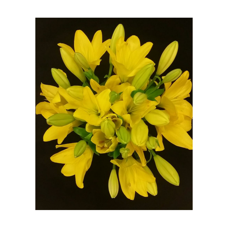 LYS ASIATIQUE PAR 6 TIGES ( 3 + 3 OFFERTS )