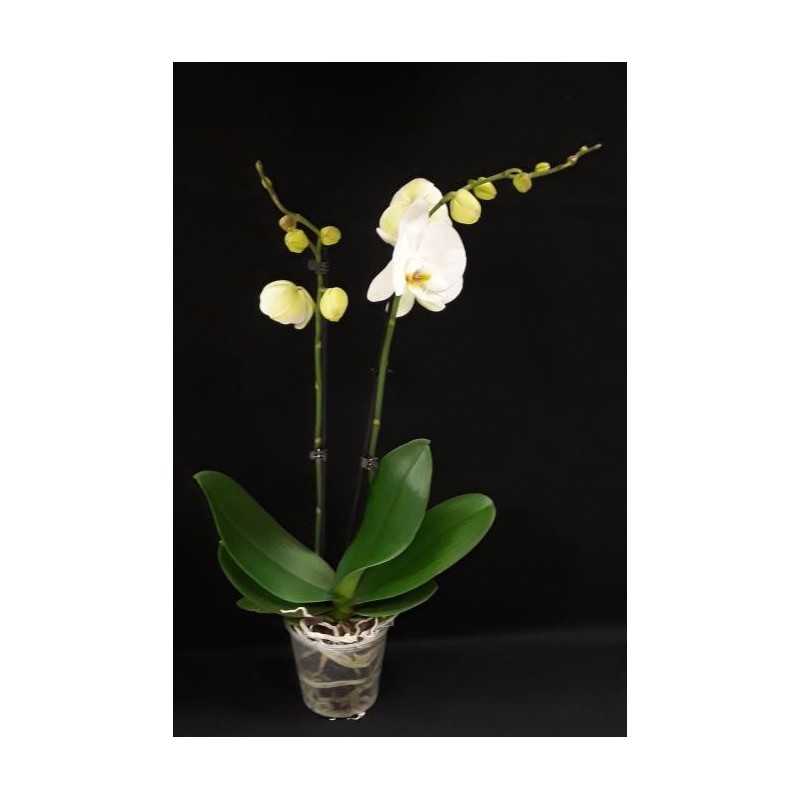 ORCHIDEE 2 BRANCHES POT DE 12 CM COLORIS VARIES SANS CACHE POT ORCHIDEE 2 BRANCHES POT DE 12 CM COLORIS VARIES SANS CACHE POT