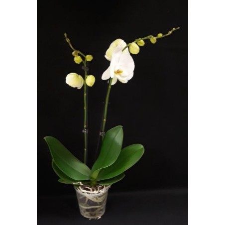 ORCHIDEE 2 BRANCHES POT DE 12 CM COLORIS VARIES SANS CACHE POT