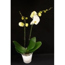 ORCHIDEE 2 BRANCHES COLORIS VARIES POT DE 12 CM AVEC CACHE POT ZINC COLORIS VARIES 13 CM