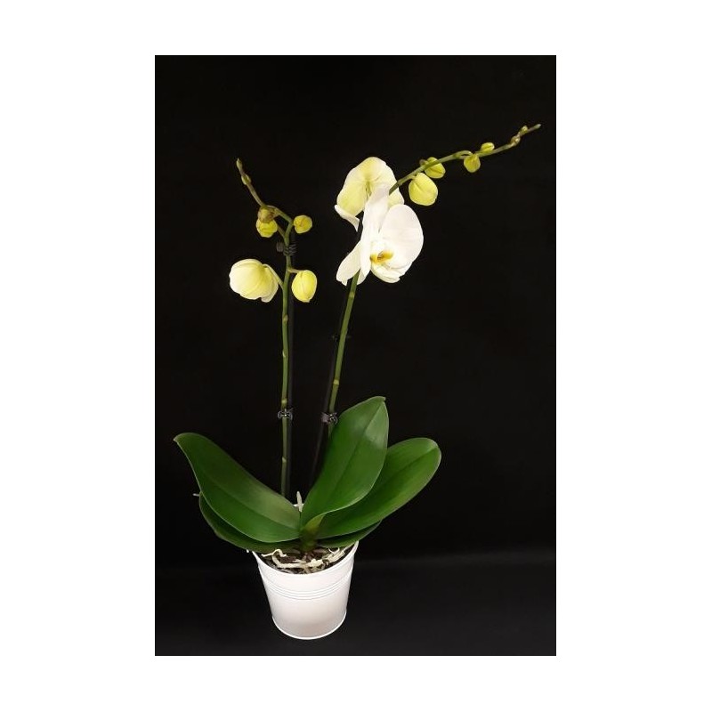 ORCHIDEE 2 BRANCHES COLORIS VARIES POT DE 12 CM AVEC CACHE POT ZINC COLORIS VARIES 13 CM