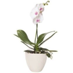 ORCHIDEE BLANCHE 1 BRANCHE