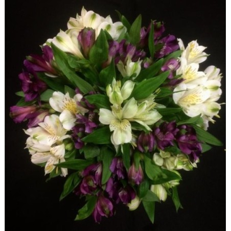 ALSTROMERIA TOUTES COULEURS 5 TIGES ALSTROMERIA TOUTES COULEURS 5 TIGES