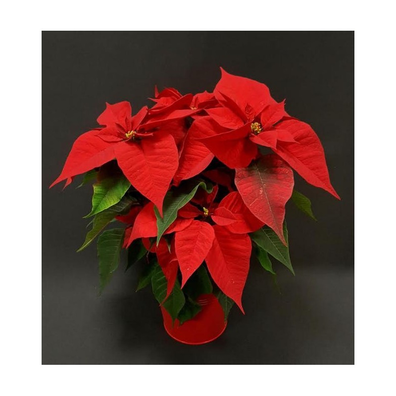 POINSETTIA ROUGE DIAMETRE 14 CM 5/6 BRANCHES SANS CACHE POT 14 CM