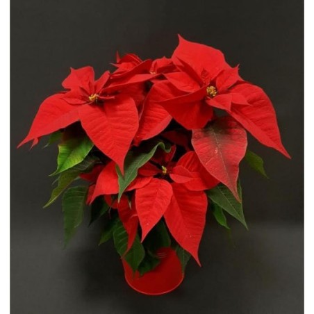 POINSETTIA ROUGE DIAMETRE 14 CM 5/6 BRANCHES SANS CACHE POT 14 CM POINSETTIA ROUGE DIAMETRE 14 CM 5/6 BRANCHES SANS CACHE POT 14 CM