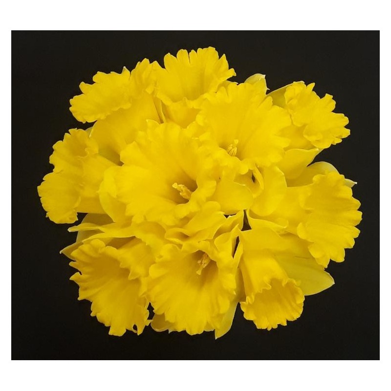 LISA FETE DES GRANDS MERES BOUQUET 10 TIGES JONQUILLES