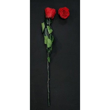ROSE ROUGE ETERNELLE 50CM ROSE ROUGE ETERNELLE 50CM