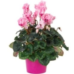 CYCLAMEN ROSE