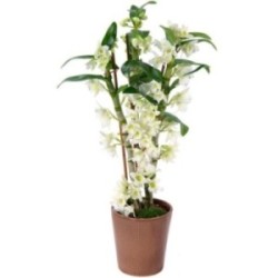 DENDROBIUM BLANC