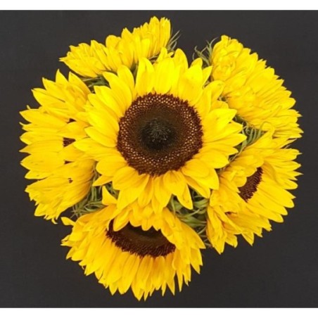 TOURNESOL 6 TIGES ( 3 ACHETES 