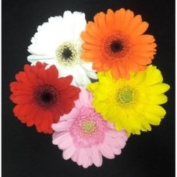 GERMINIS ASSORTIS 5 TIGES