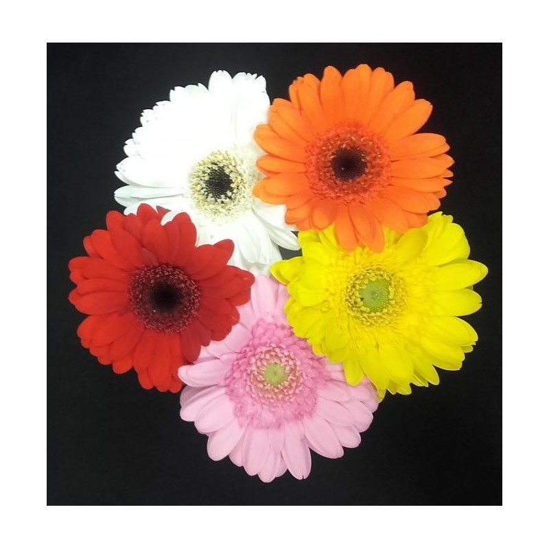 GERMINIS ASSORTIS 5 TIGES