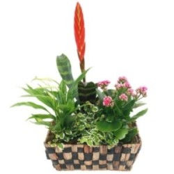 BROMELIA