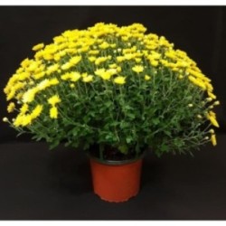 TOUSSAINT CHRYSANTHEME GRAND