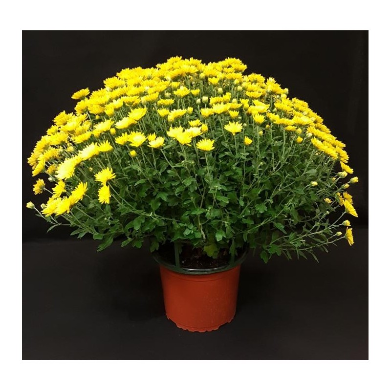 TOUSSAINT CHRYSANTHEME GRAND TOUSSAINT CHRYSANTHEME GRAND