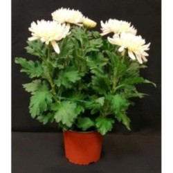 TOUSSAINT CHRYSANTHEME RUSTIQUE