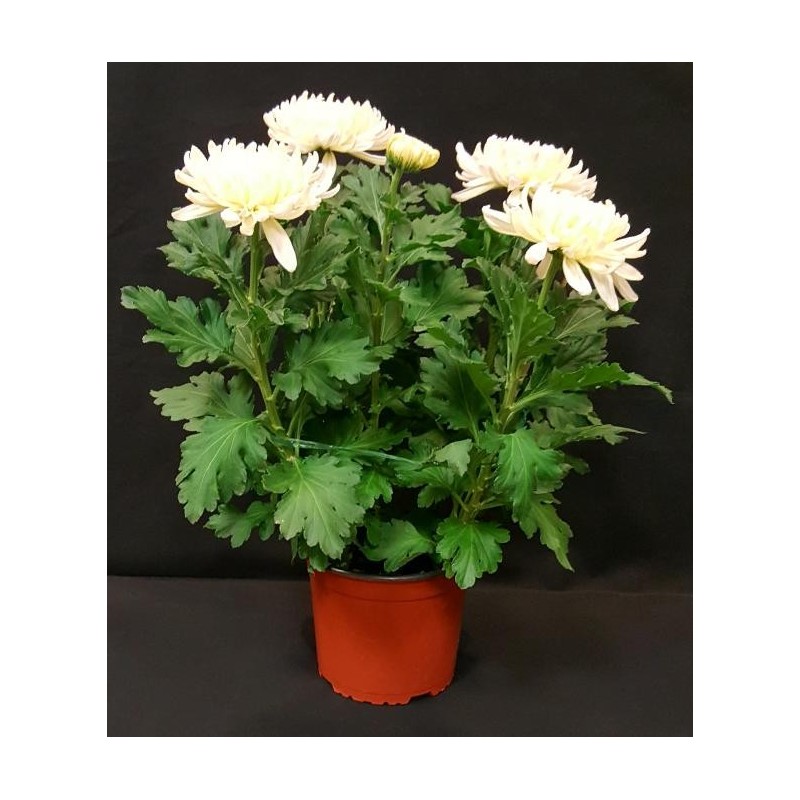 TOUSSAINT CHRYSANTHEME RUSTIQUE TOUSSAINT CHRYSANTHEME RUSTIQUE