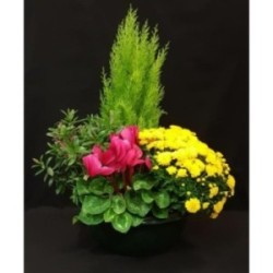 TOUSSAINT COUPE EXT GRAND MODELE 7 PLANTES