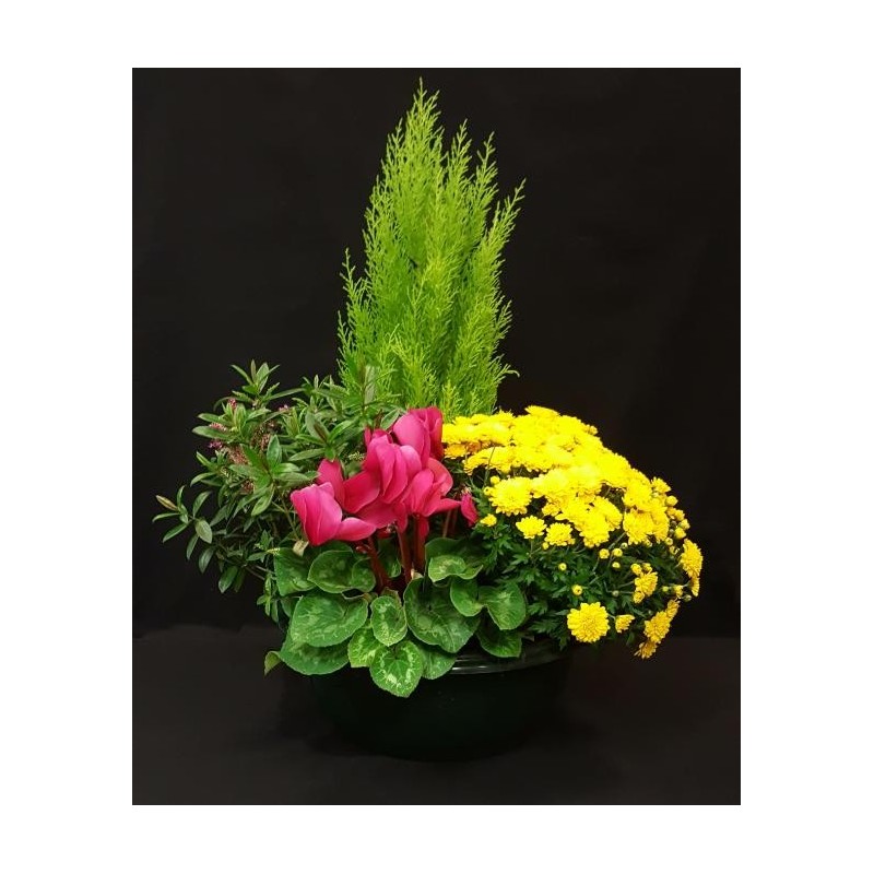 TOUSSAINT COUPE EXT GRAND MODELE 7 PLANTES TOUSSAINT COUPE EXT GRAND MODELE 7 PLANTES