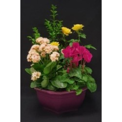 TOUSSAINT COUPE EXT MINI MODELE 4 PLANTES