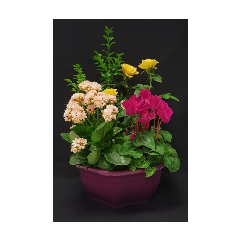 TOUSSAINT COUPE EXT MINI MODELE 4 PLANTES TOUSSAINT COUPE EXT MINI MODELE 4 PLANTES
