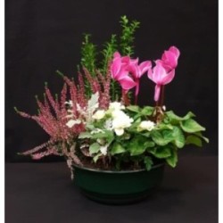 TOUSSAINT COUPE EXT MOYEN MODELE 6 PLANTES