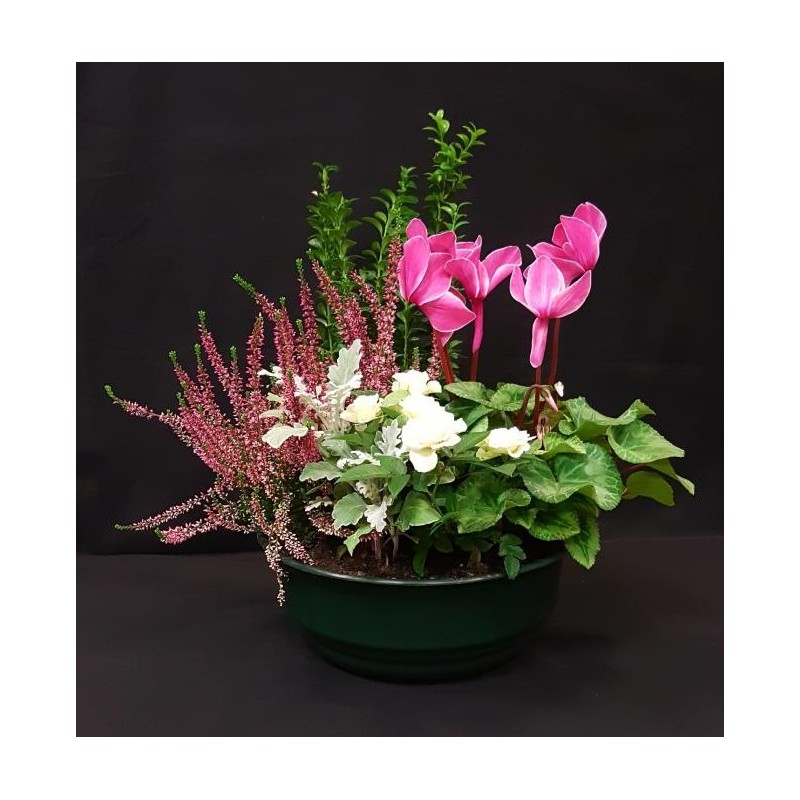 TOUSSAINT COUPE EXT MOYEN MODELE 6 PLANTES TOUSSAINT COUPE EXT MOYEN MODELE 6 PLANTES