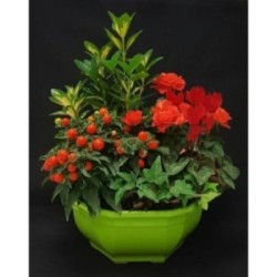 TOUSSAINT COUPE EXT PETIT MODELE 5 PLANTES