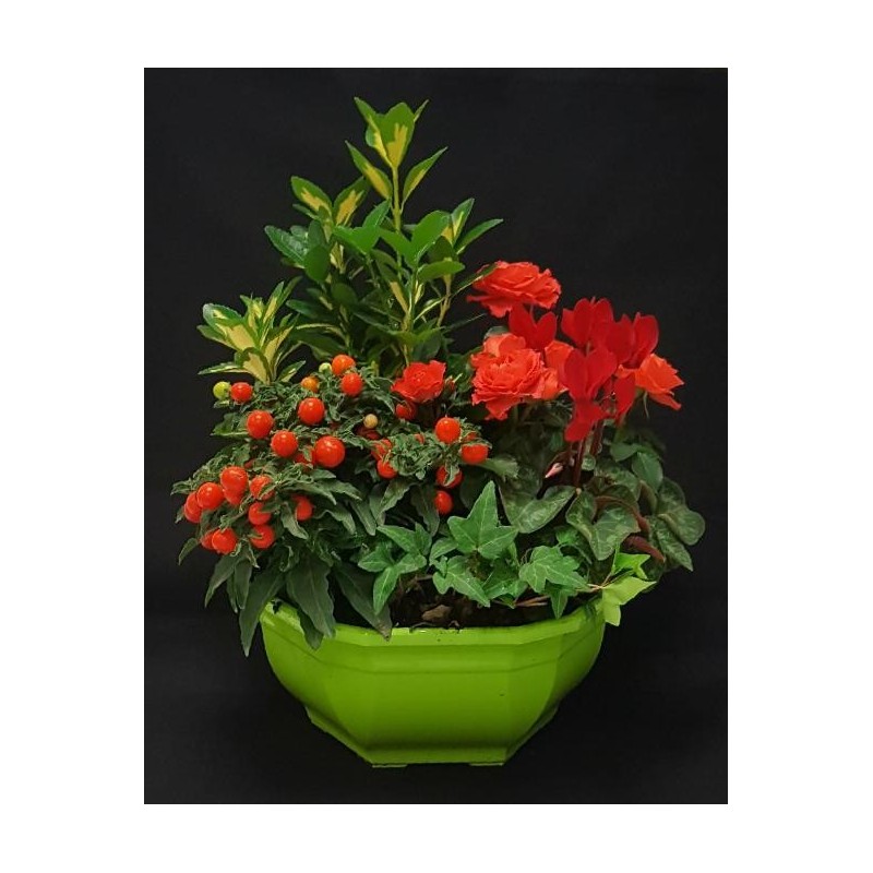 TOUSSAINT COUPE EXT PETIT MODELE 5 PLANTES TOUSSAINT COUPE EXT PETIT MODELE 5 PLANTES