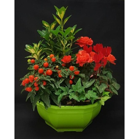 TOUSSAINT COUPE EXT PETIT MODELE 5 PLANTES TOUSSAINT COUPE EXT PETIT MODELE 5 PLANTES